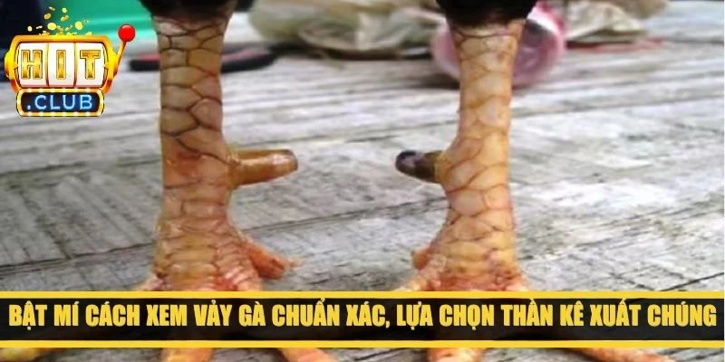 Bật mí cách xem vảy gà chuẩn xác, lựa chọn thần kê xuất chúng