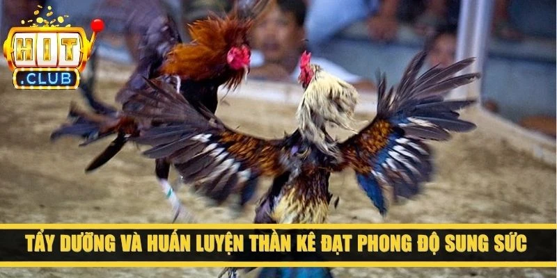 Tẩy dưỡng và huấn luyện thần kê đạt phong độ sung sức nhất hiện tại