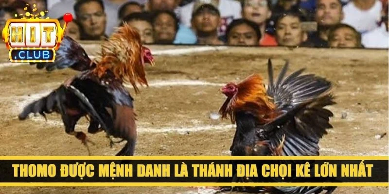 Thomo được mệnh danh là thánh địa chọi kê lớn nhất khu vực Đông Nam Á